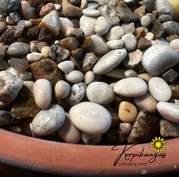 Rantakivejä ruukkuistutuksiin